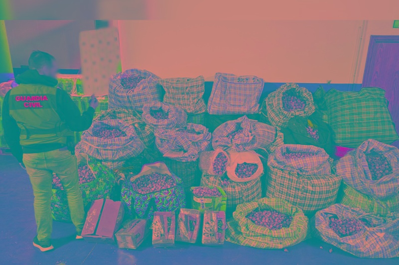 Tres detenidos por robar y enviar adormidera a España y Estados Unidos Tres detenidos por robar y enviar adormidera a España y Estados Unidos