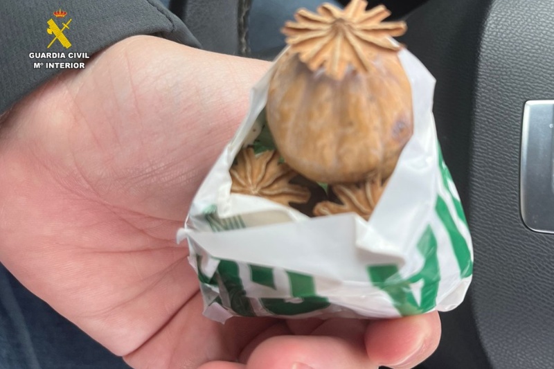 Tres detenidos por robar y enviar adormidera a España y Estados Unidos Tres detenidos por robar y enviar adormidera a España y Estados Unidos