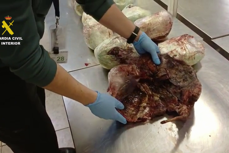 Incautados 15 pangolines en una maleta en el aeropuerto Adolfo Suárez Madrid-Barajas