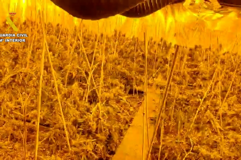 Seis detenidos y más de 10.000 plantas de marihuana intervenidas en Segovia, Toledo y Madrid