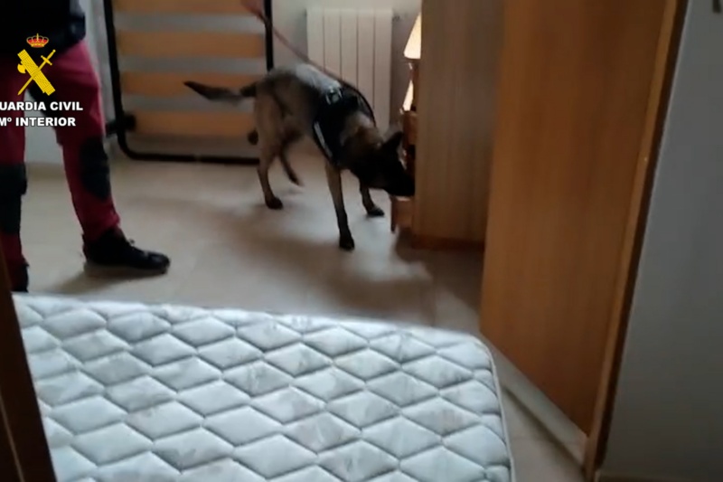 Seis detenidos y más de 10.000 plantas de marihuana intervenidas en Segovia, Toledo y Madrid