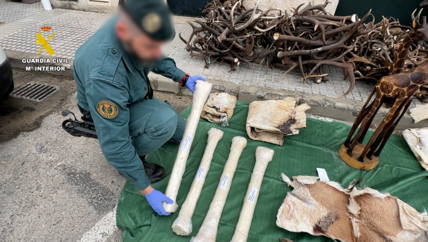 Incautadas en Cádiz diferentes piezas de animales protegidos procedentes de África