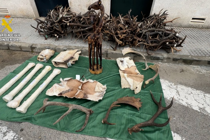Incautadas en Cádiz diferentes piezas de animales protegidos procedentes de África