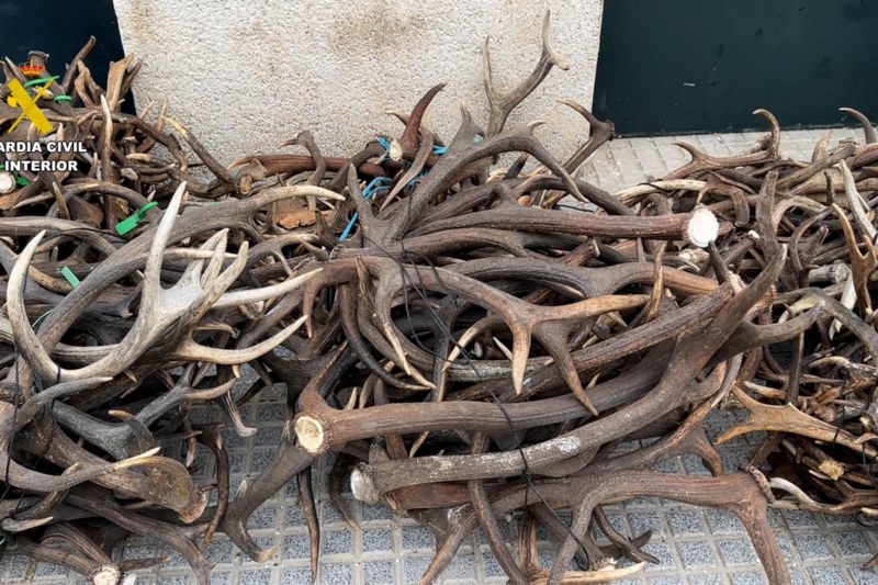 Incautadas en Cádiz diferentes piezas de animales protegidos procedentes de África