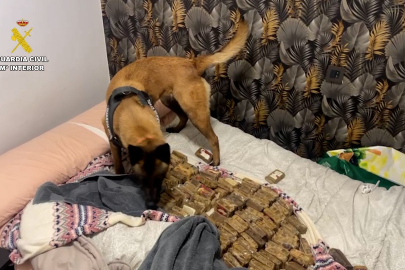 Perro de servicio cinologico olfateando