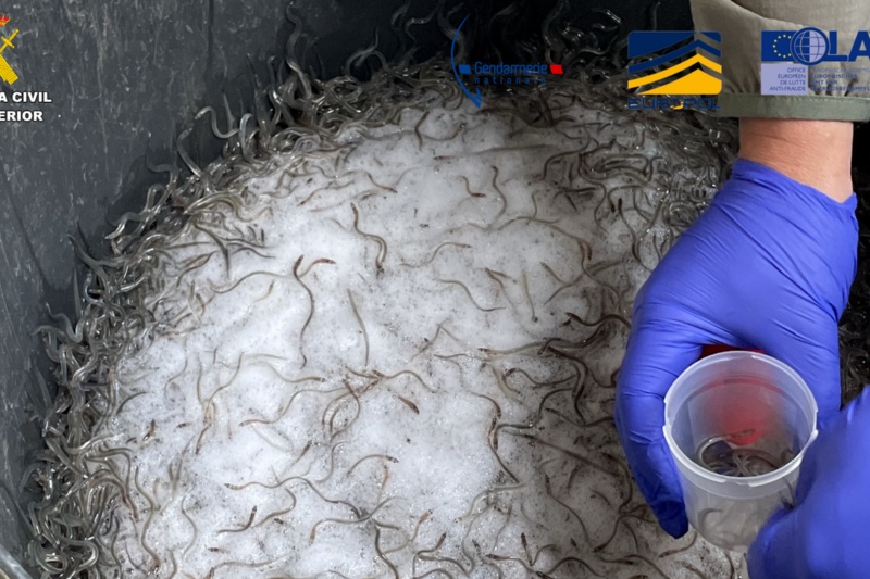 Inspección depósito con angulas