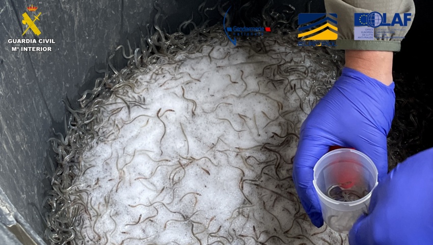 La Guardia Civil y la Gendarmería Nacional Francesa desmantelan una red de tráfico ilegal de angulas