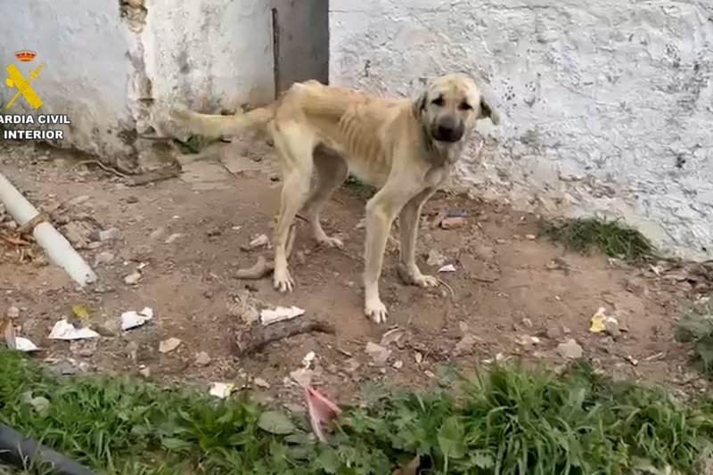 Investigadas 18 personas por maltrato de 75 perros en Cádiz