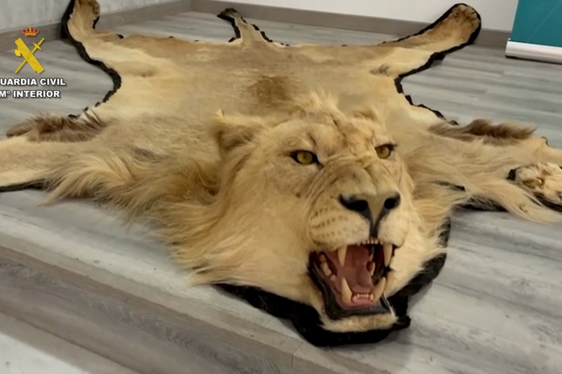 Alfombra piel león