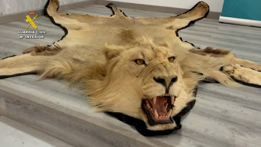 Investigada una persona en Almería por la venta online ilegal de alfombras de piel de león