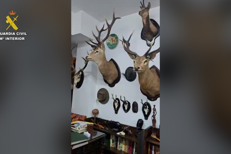 Vista trofeos de caza en pared