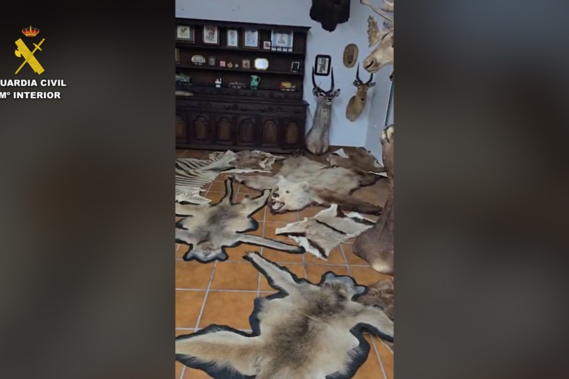 Vista en domicilio de varias alfombras y trofeos de caza