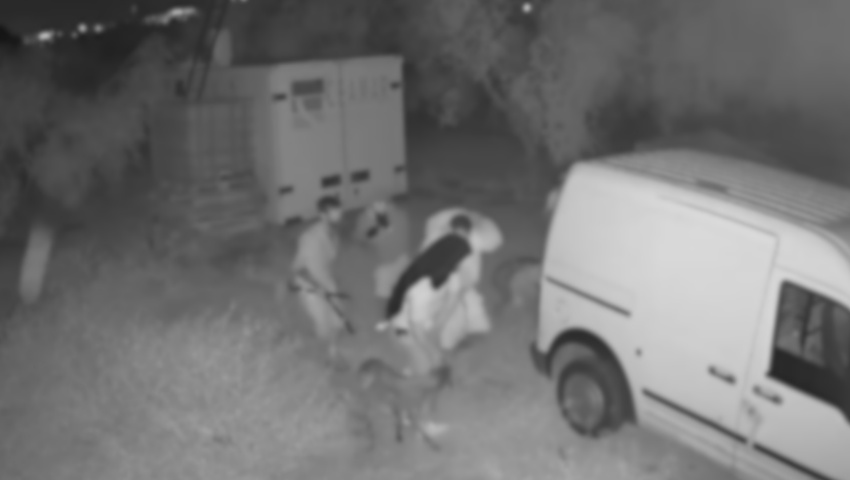 Recuperados en Sevilla ocho galgos de competición que habían sido robados y maltratados