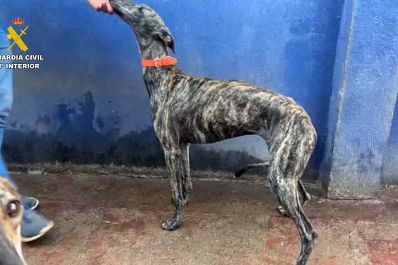Galgos recuperados Galgos recuperados