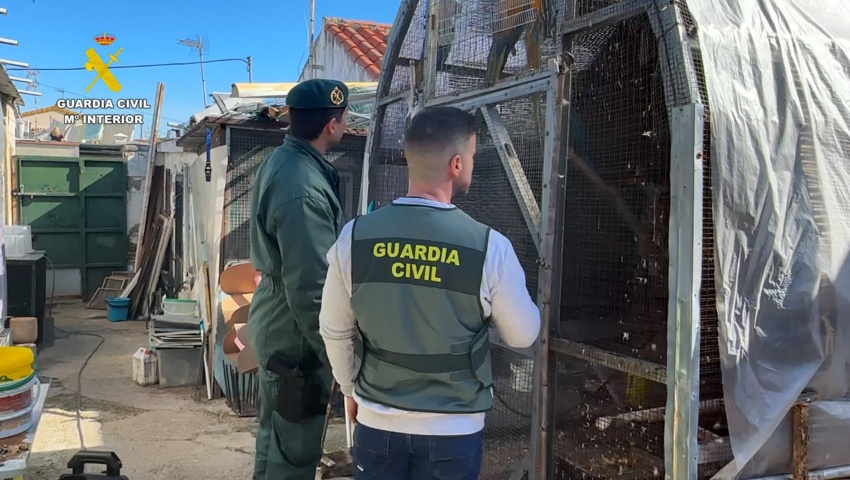 Intervenidos más de 500 ejemplares de aves exóticas protegidas en el interior de una vivienda en Cádiz