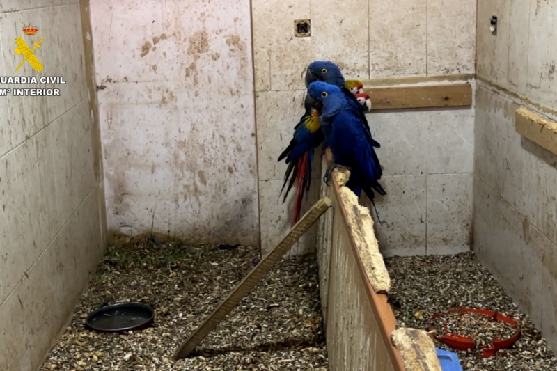 Imagen varias aves Imagen varias aves