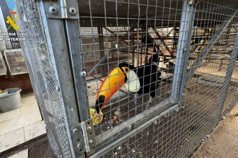 Ave enjaulada Ave enjaulada