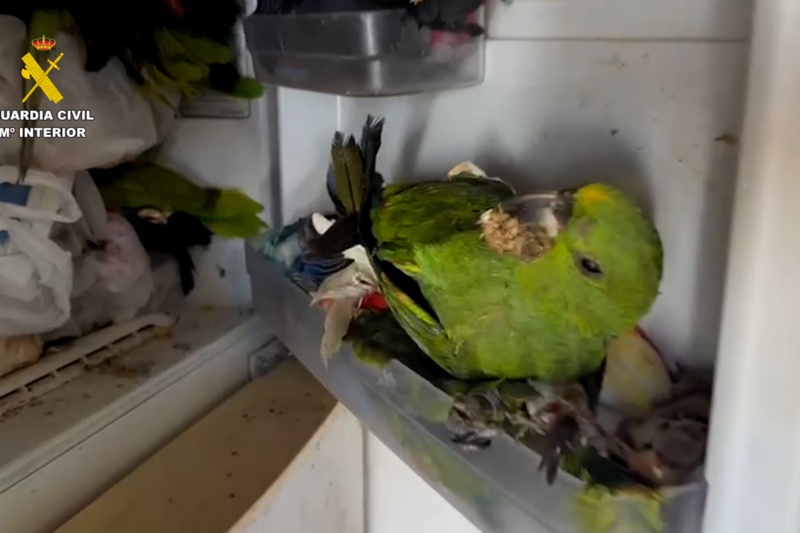 Ave en frigorífico Ave en frigorífico