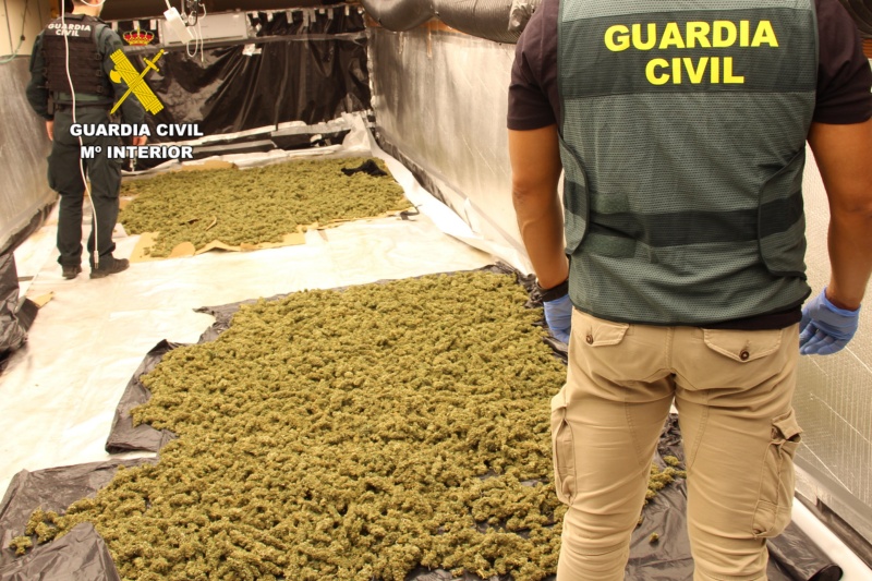 Marihuana intervenida en la Operación Pucero Trata Marihuana intervenida en la Operación Pucero Trata