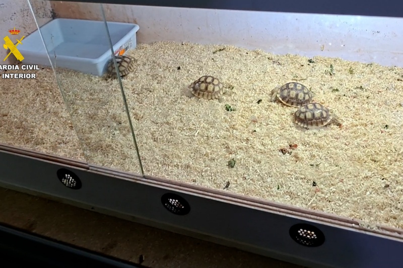 Reptiles intervenidos Reptiles intervenidos