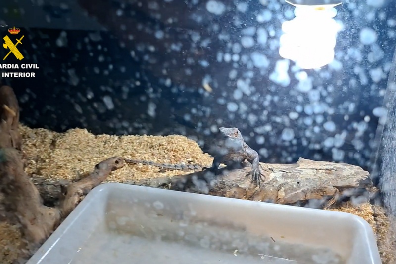 Reptiles intervenidos Reptiles intervenidos
