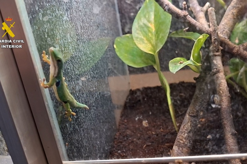 Reptiles intervenidos Reptiles intervenidos