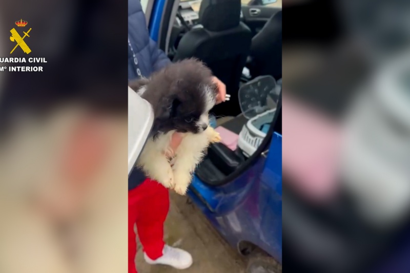Cachorro rescatado