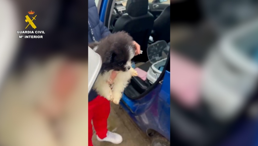 Desarticulada una red criminal de venta de cachorros de perro en Ávila