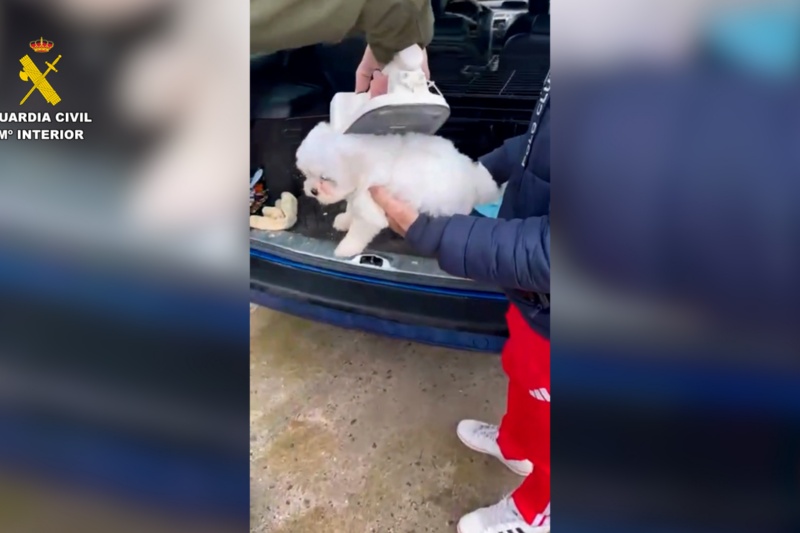 Cachorro rescatado