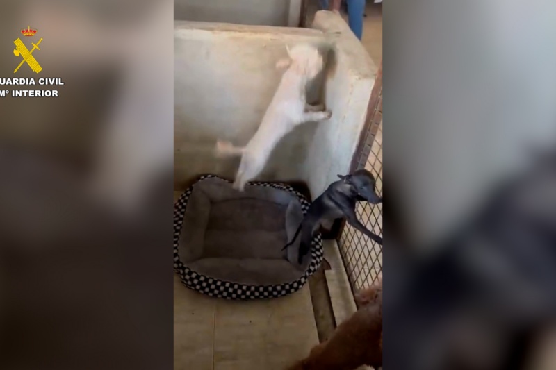 Cachorro rescatado