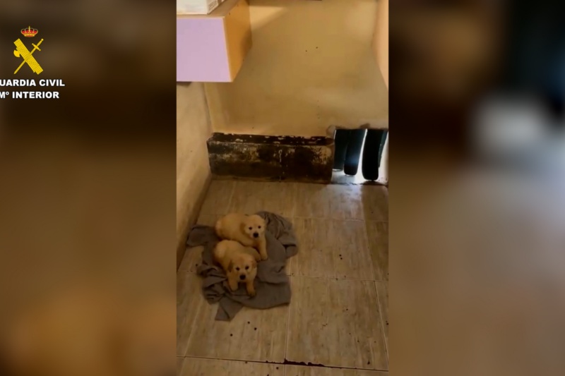 Cachorro rescatado