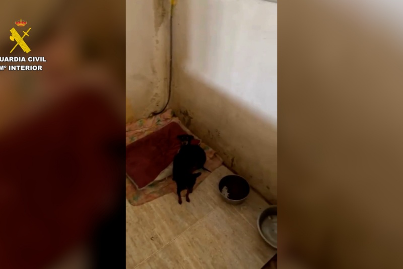 Cachorro rescatado