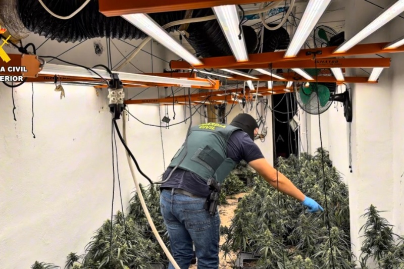 Guardia civil interviniendo marihuana Guardia civil interviniendo marihuana