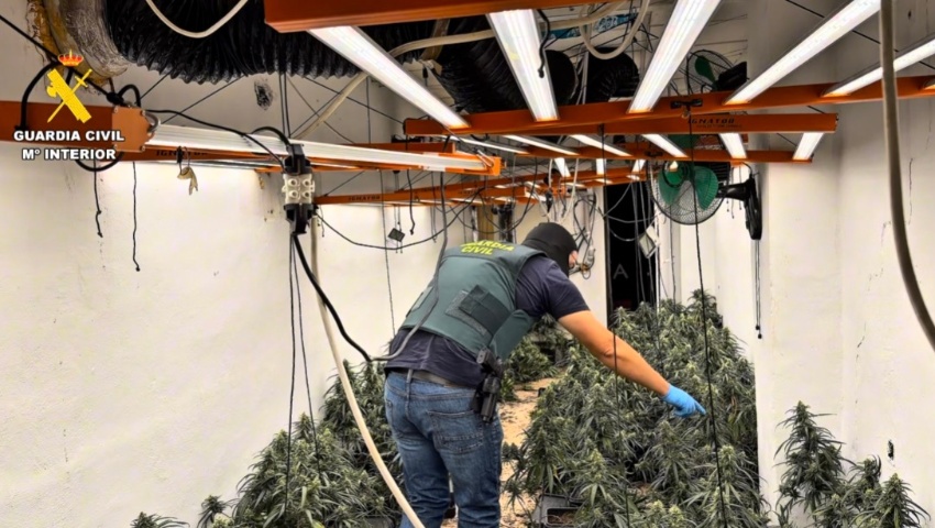 La Guardia Civil lleva a cabo 40 registros y encuentra más de 13.000 plantas de marihuana en un solo día