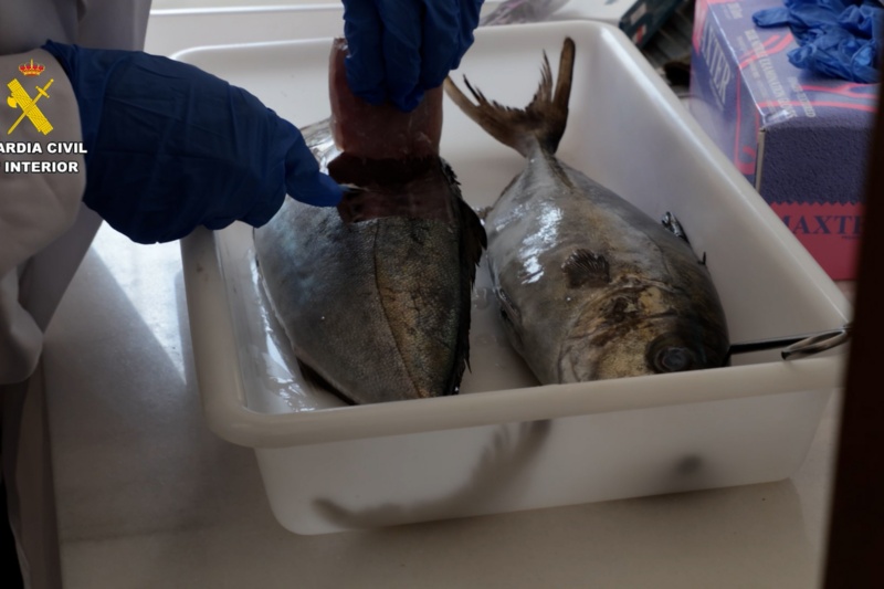 Detenidas dos personas por introducir pescado robado con residuos de medicamentos en el mercado Detenidas dos personas por introducir pescado robado con residuos de medicamentos en el mercado