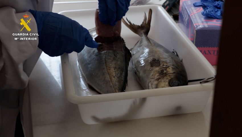 Detenidas dos personas por introducir pescado robado con residuos de medicamentos en el mercado