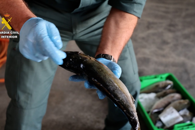 Agente de la Guardia Civil con un pescado intervenido en mal estado Agente de la Guardia Civil con un pescado intervenido en mal estado