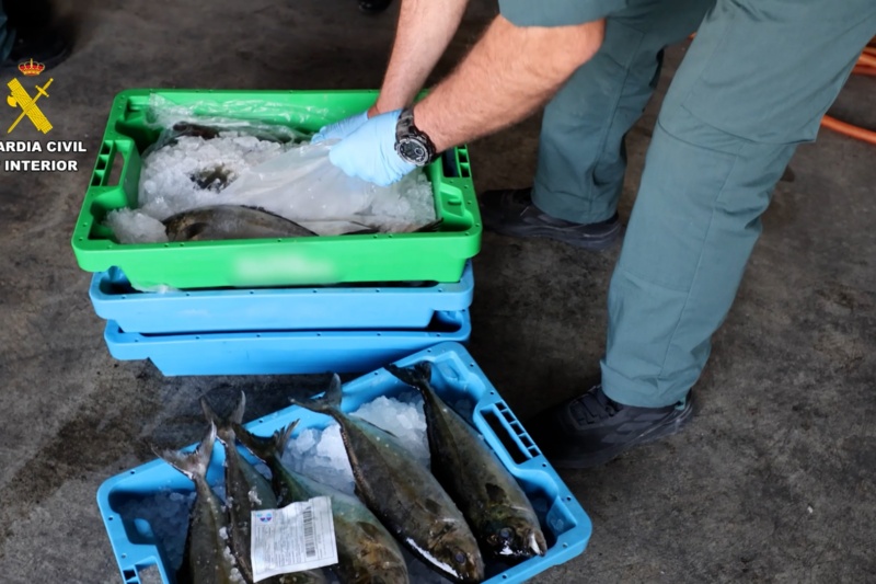 Agente de la Guardia Civil con pescados intervenidos en mal estado Agente de la Guardia Civil con pescados intervenidos en mal estado