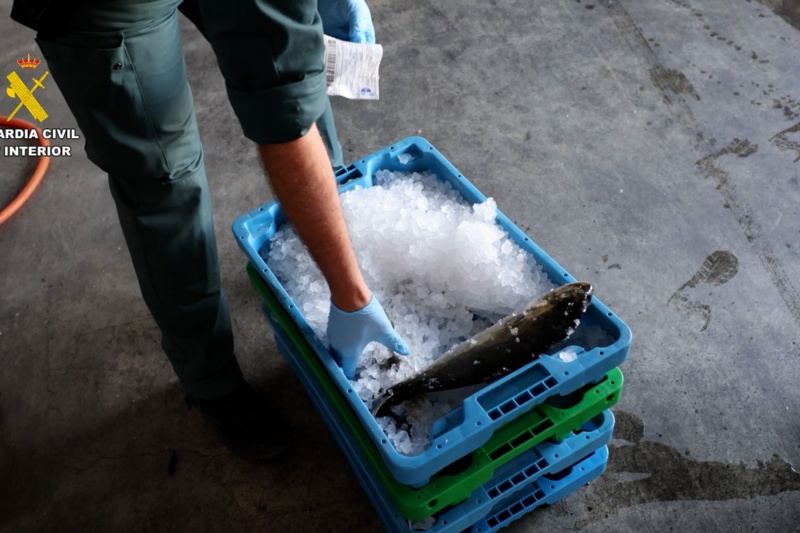 Agente de la Guardia Civil con pescados intervenidos en mal estado Agente de la Guardia Civil con pescados intervenidos en mal estado