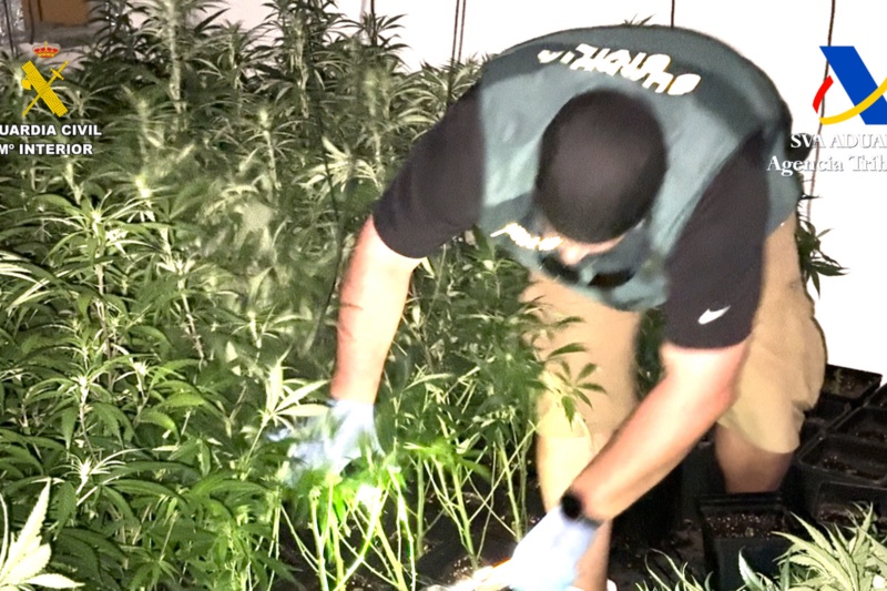 Plantas de droga intervenidas en la operación Nazarí
