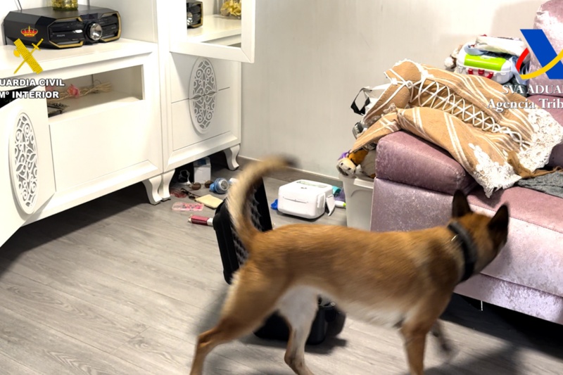 Un perro de la Guardia Civil realiza el registro de un domicilio