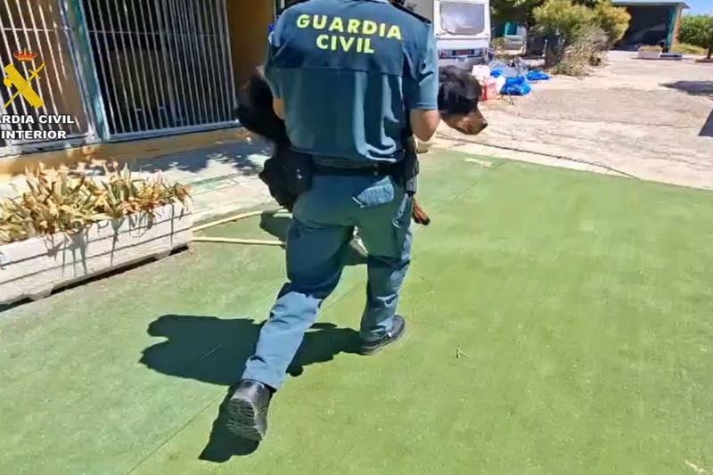 Guardia Civil trasladando a un perro Guardia Civil trasladando a un perro