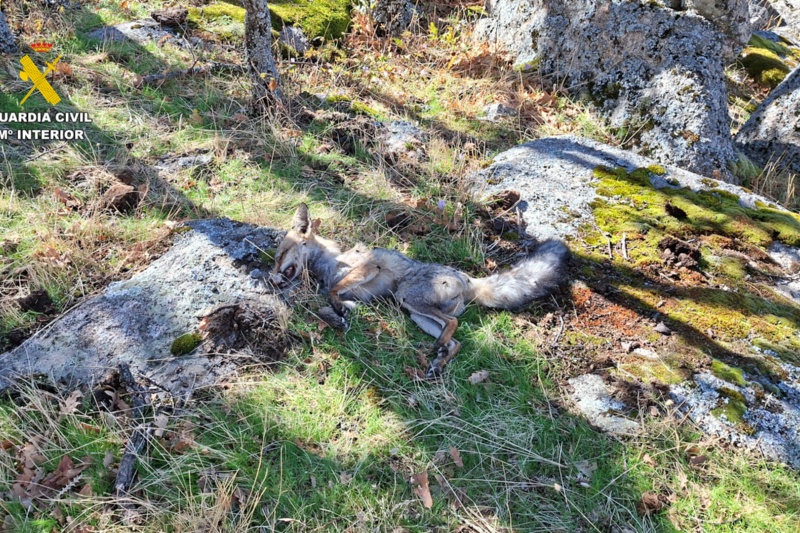 62 personas detenidas/investigadas en la última campaña nacional contra el uso de veneno y métodos de caza ilegales 62 personas detenidas/investigadas en la última campaña nacional contra el uso de veneno y métodos de caza ilegales