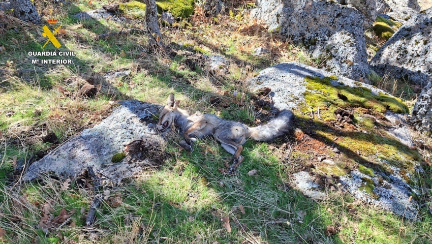 62 personas detenidas/investigadas en la última campaña nacional contra el uso de veneno y métodos de caza ilegales