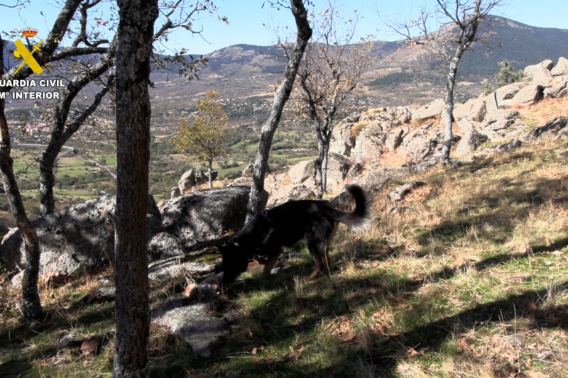 62 personas detenidas/investigadas en la última campaña nacional contra el uso de veneno y métodos de caza ilegales 62 personas detenidas/investigadas en la última campaña nacional contra el uso de veneno y métodos de caza ilegales