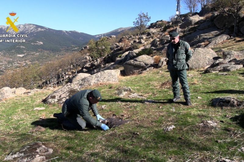62 personas detenidas/investigadas en la última campaña nacional contra el uso de veneno y métodos de caza ilegales 62 personas detenidas/investigadas en la última campaña nacional contra el uso de veneno y métodos de caza ilegales