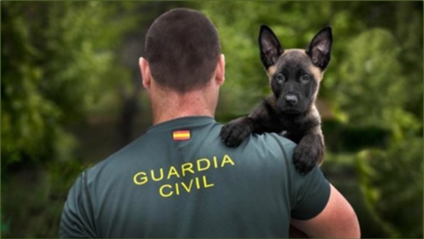 15 de febrero de 1956. Creación de la especialidad de Guía de Perros de la Guardia Civil