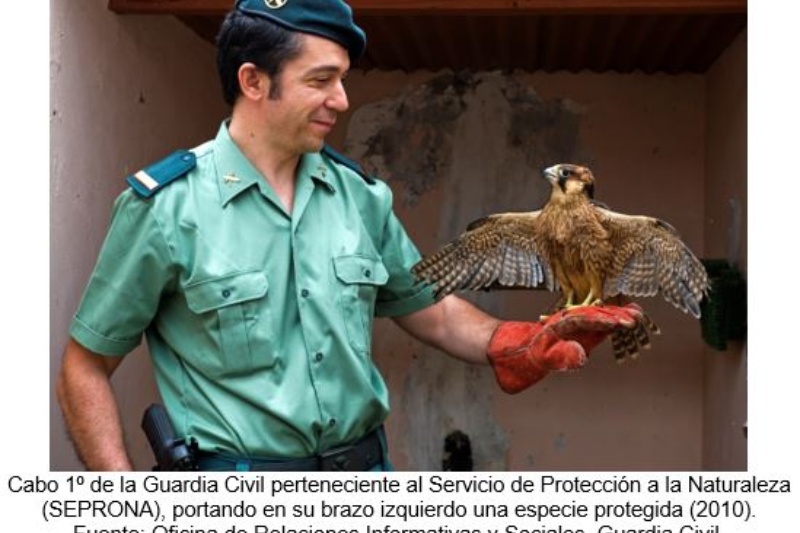 Cabo 1º de la Guardia Civil perteneciente al Servicio de Protección a la Naturaleza (SEPRONA), portando en su brazo izquierdo una especie protegida (2010). Fuente: Oficina de Relaciones Informativas y Sociales. Guardia Civil.