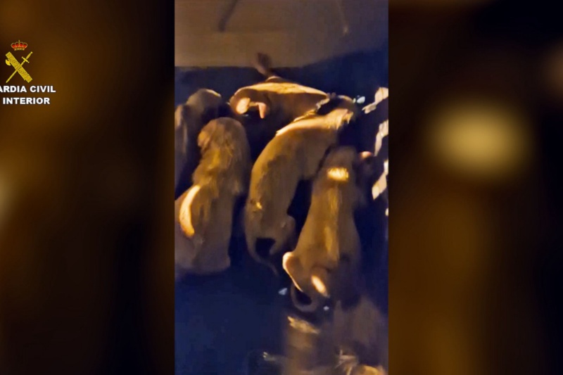 La Guardia Civil investiga a un hombre por abandonar a ocho cachorros en un contenedor en Valladolid