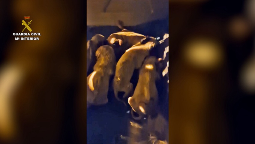 La Guardia Civil investiga a un hombre por abandonar a ocho cachorros en un contenedor en Valladolid